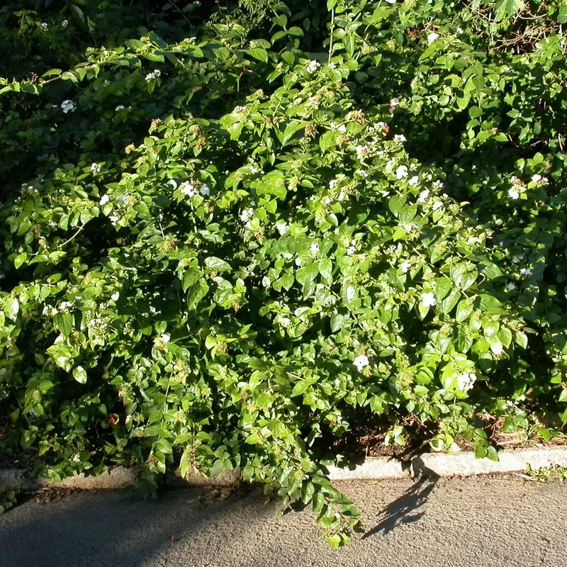 Жасмин комнатный (Jasminum sambac): полное руководство по уходу