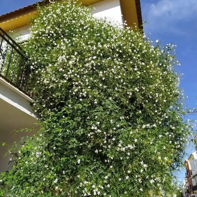 Жасмин белый (Jasminum officinale): полное руководство по уходу