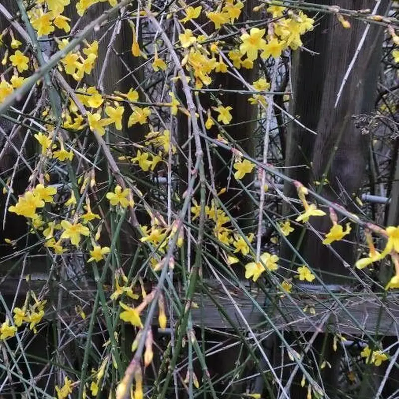 Жасмин голоцветковый (Jasminum nudiflorum): полное руководство по уходу