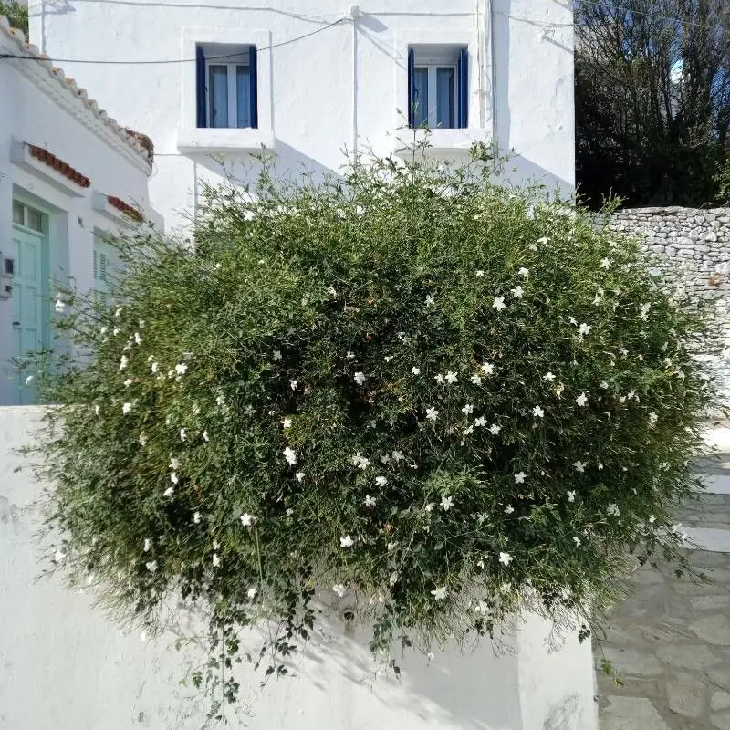 Жасмин грандифлора (Jasminum grandiflorum): полное руководство по уходу