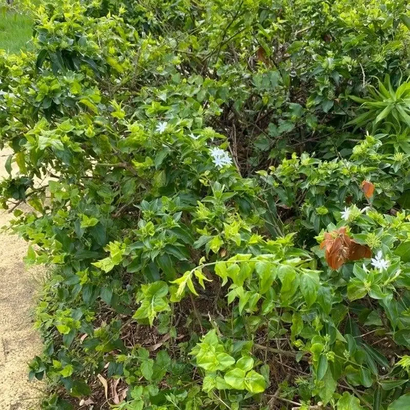 Жасмин индийский (Jasminum multiflorum): полное руководство по уходу