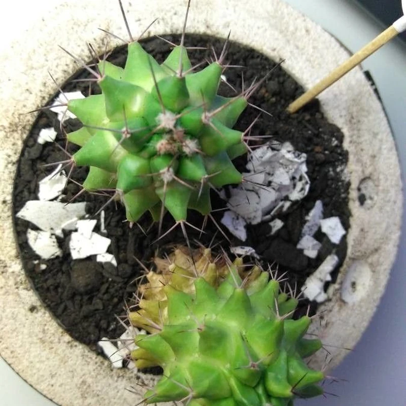 Кактус маммиллярия (Mammillaria): полное руководство по уходу