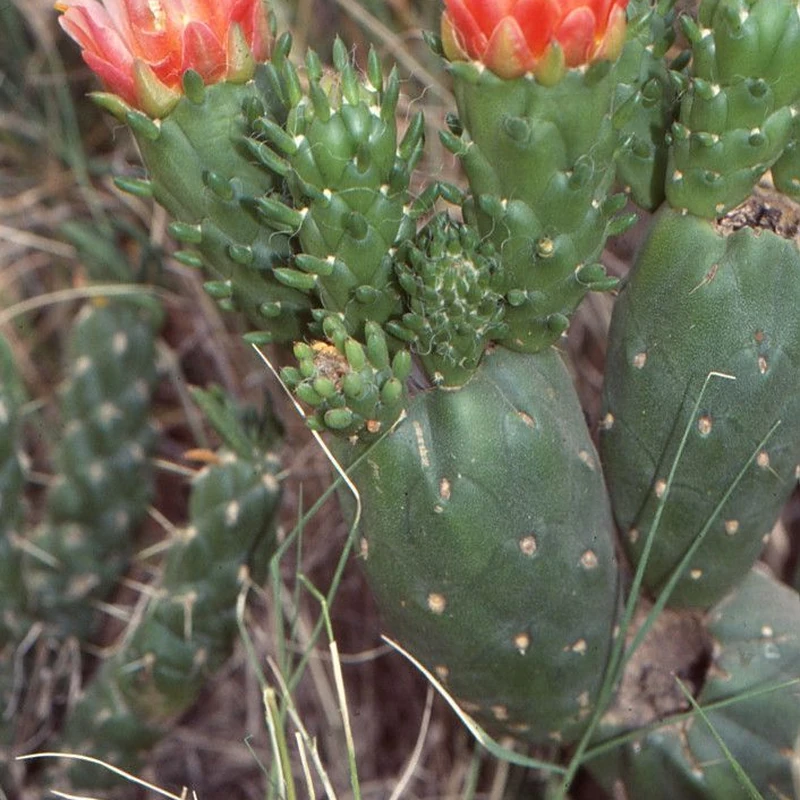 Кактус опунция (Opuntia): полное руководство по уходу