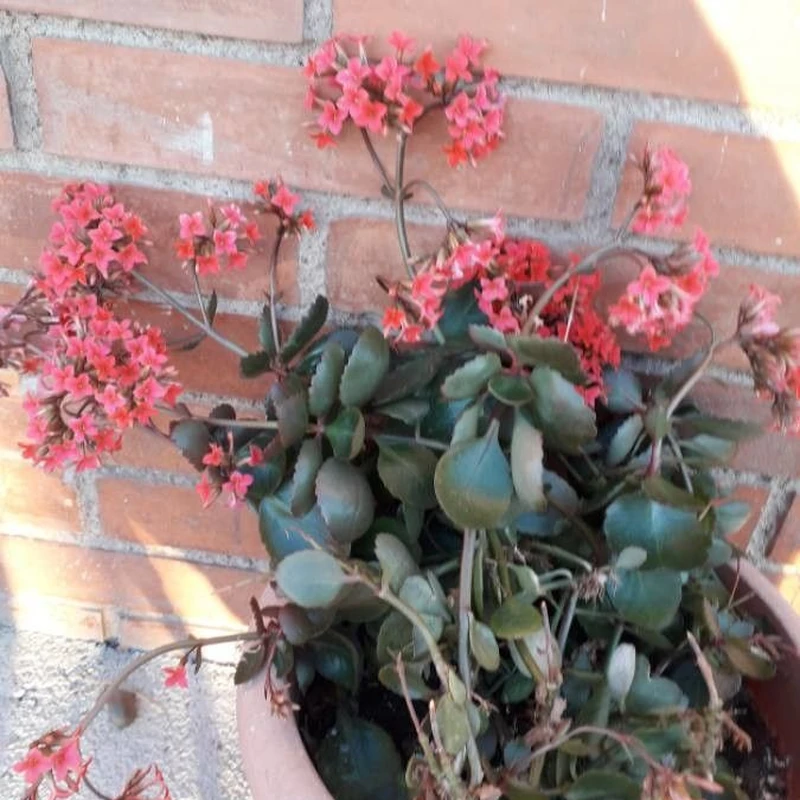 Каланхоэ Блоссфельда (Kalanchoe blossfeldiana): полное руководство по уходу