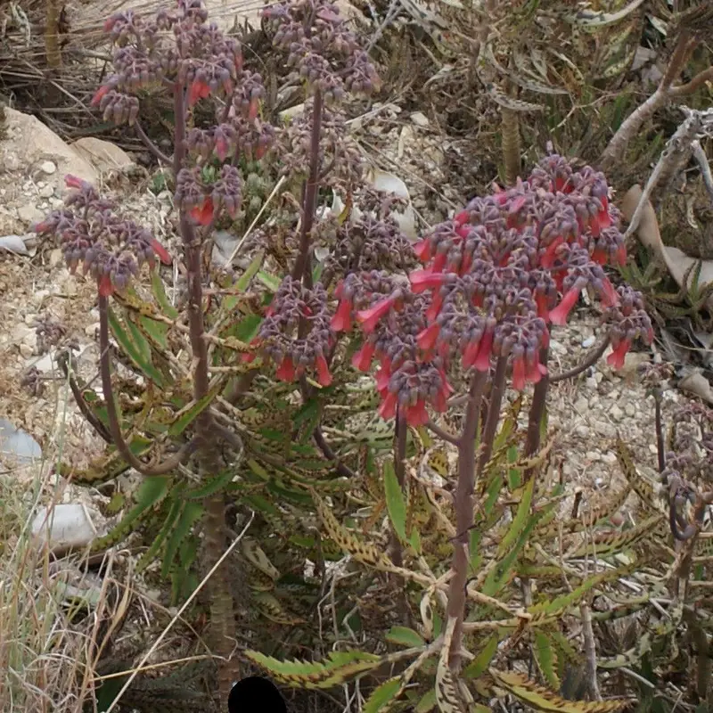 Каланхоэ Дегремона (Kalanchoe daigremontiana): полное руководство по уходу