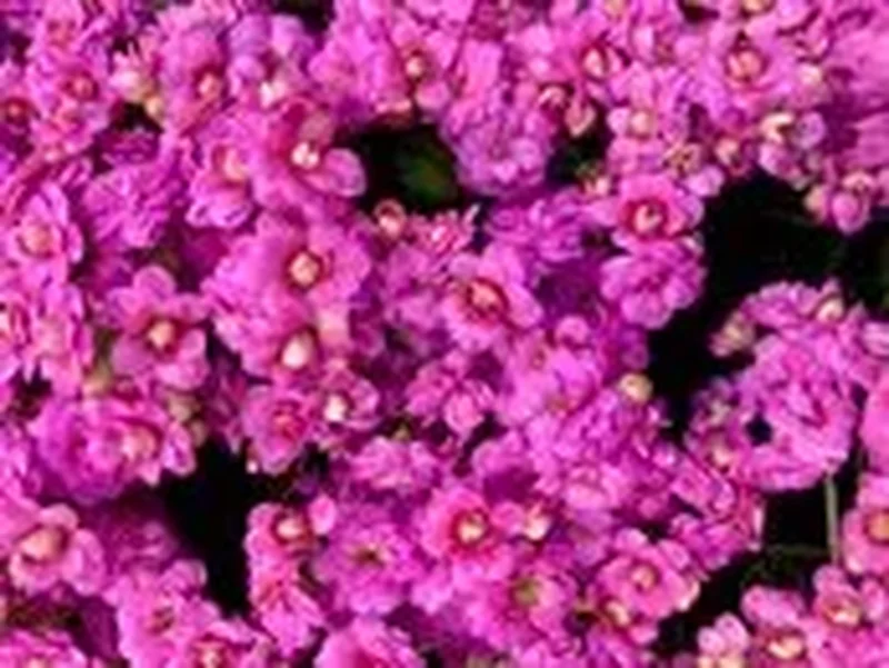 Каланхоэ Каландива (Kalanchoe calandiva): полное руководство по уходу