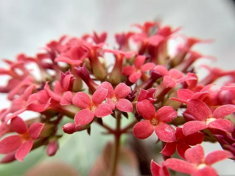 Каланхоэ Блоссфельда махровое (Kalanchoe blossfeldiana 'Calandiva'): полное руководство по уходу