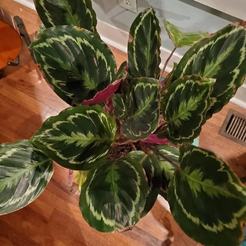 Калатея (Calathea): полное руководство по уходу