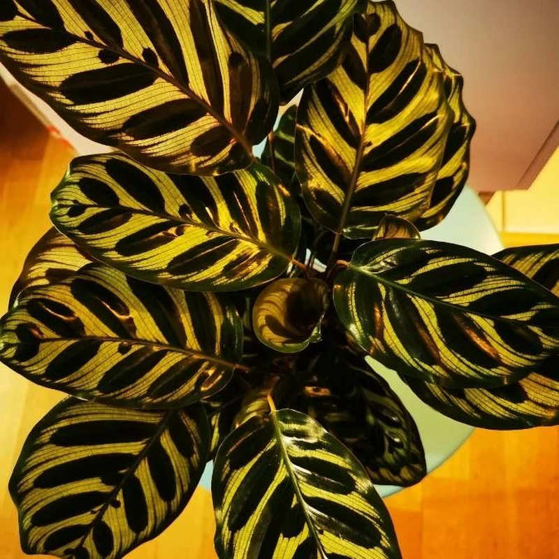 Калатея Макоя (Calathea makoyana): полное руководство по уходу