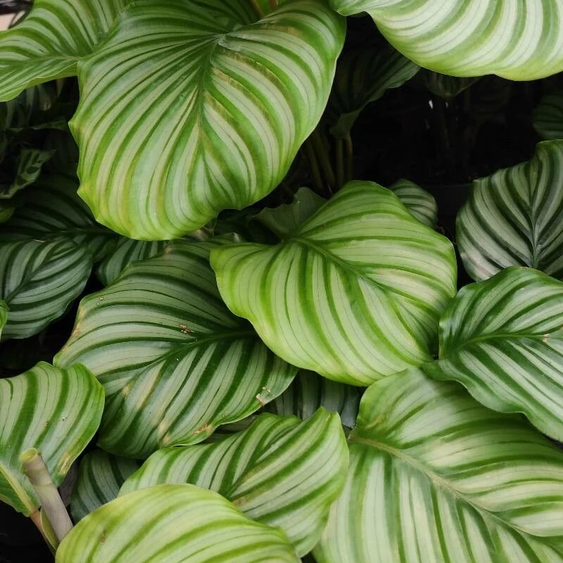 Калатея орбифолия (Calathea orbifolia): полное руководство по уходу