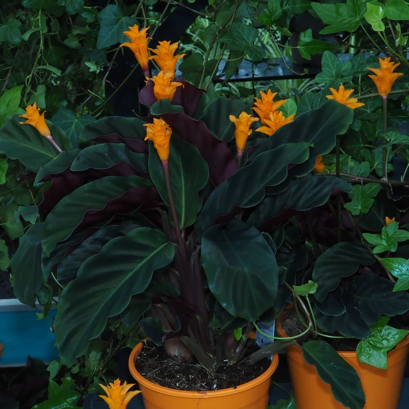 Калатея шафранная (Calathea crocata): полное руководство по уходу
