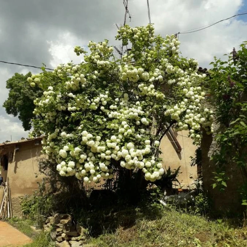 Калина красная (Viburnum opulus): полное руководство по уходу