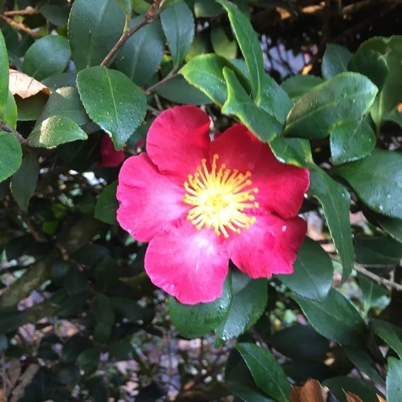 Камелия сасанква (Camellia sasanqua): полное руководство по уходу