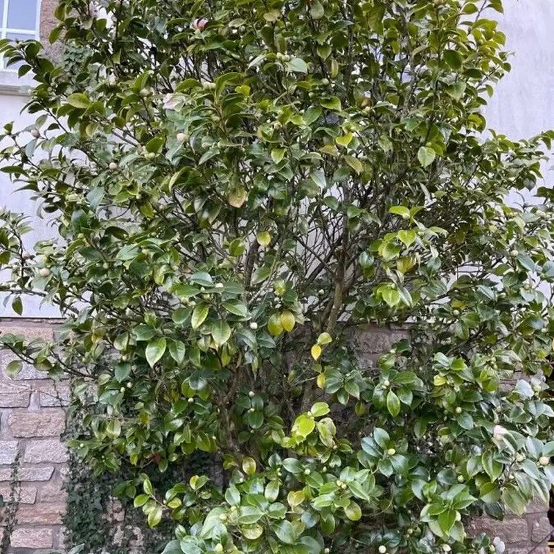 Камелия (Camellia japonica): полное руководство по уходу