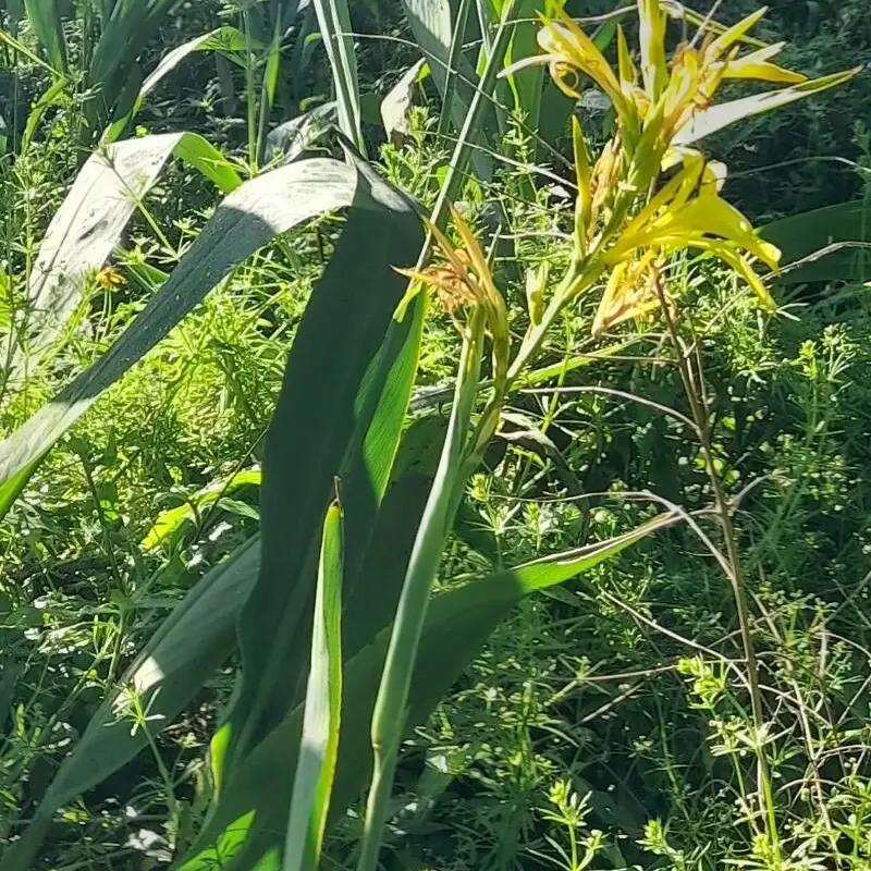 Канна (Canna): полное руководство по уходу