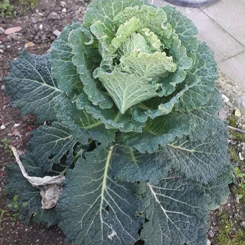 Капуста декоративная (Brassica oleracea): полное руководство по уходу