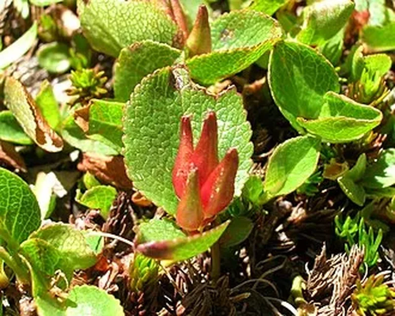 Карликовая ива (Salix herbacea): полное руководство по уходу