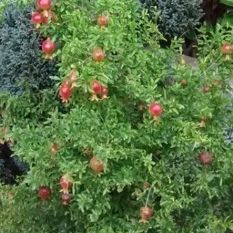 Карликовый гранат (granat_plod): полное руководство по уходу