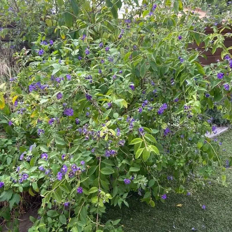 Картофельное дерево (Solanum rantonnetii): полное руководство по уходу