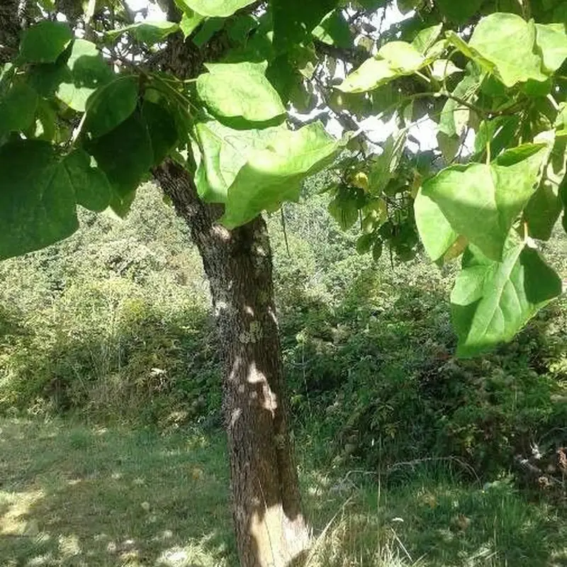 Катальпа (Catalpa bignonioides): полное руководство по уходу