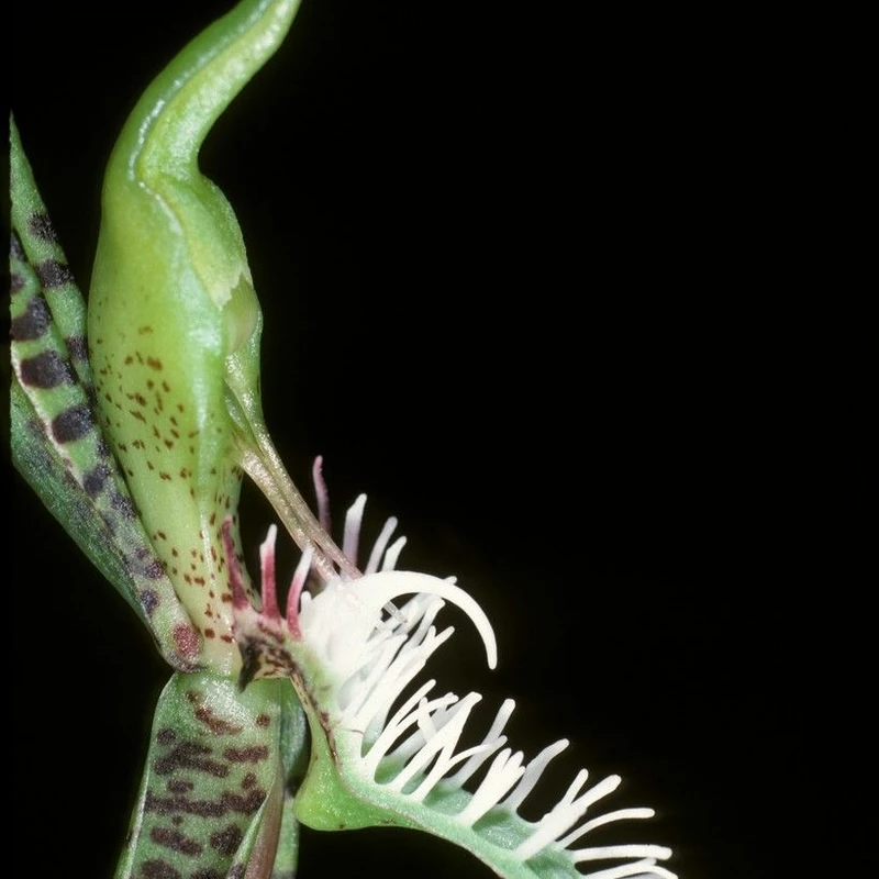 Катасетум (Catasetum): полное руководство по уходу