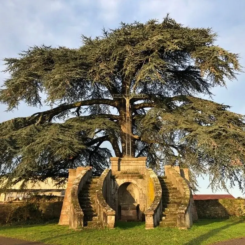 Кедр ливанский (Cedrus libani): полное руководство по уходу