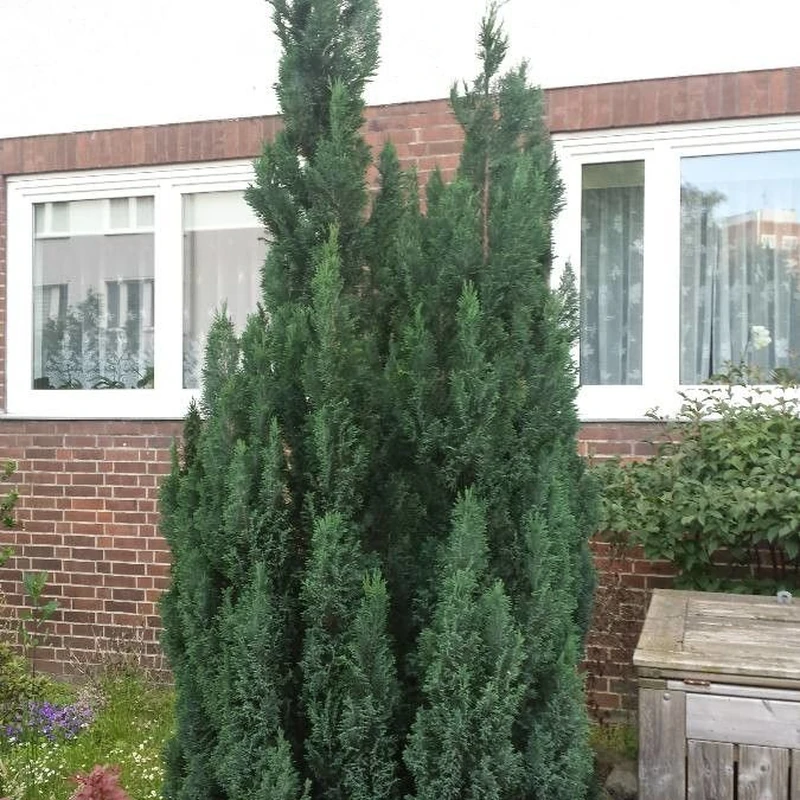 Кипарис комнатный (Cupressus): полное руководство по уходу