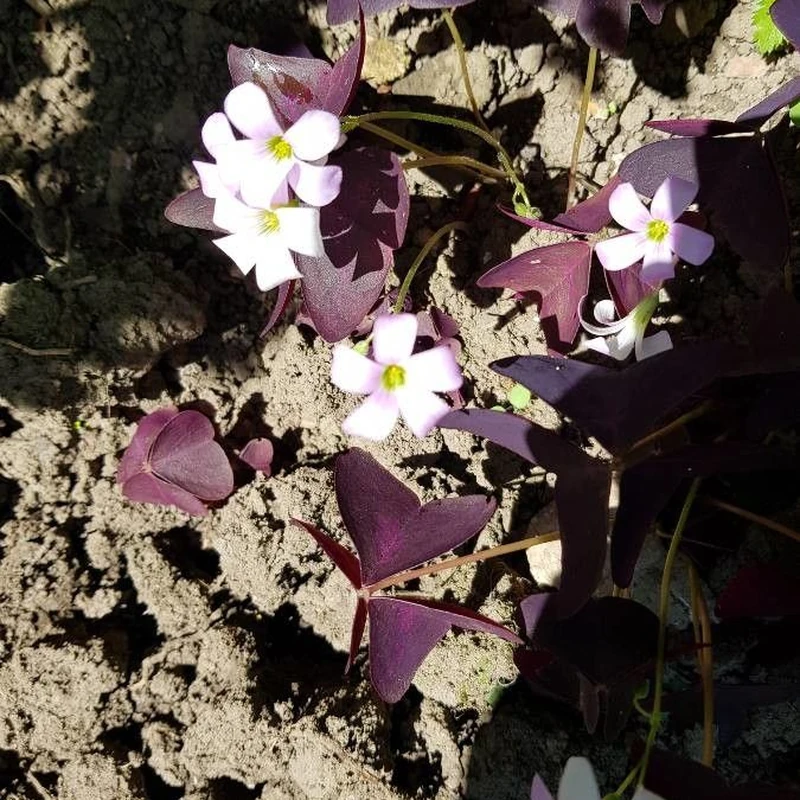 Кислица (Oxalis triangularis): полное руководство по уходу