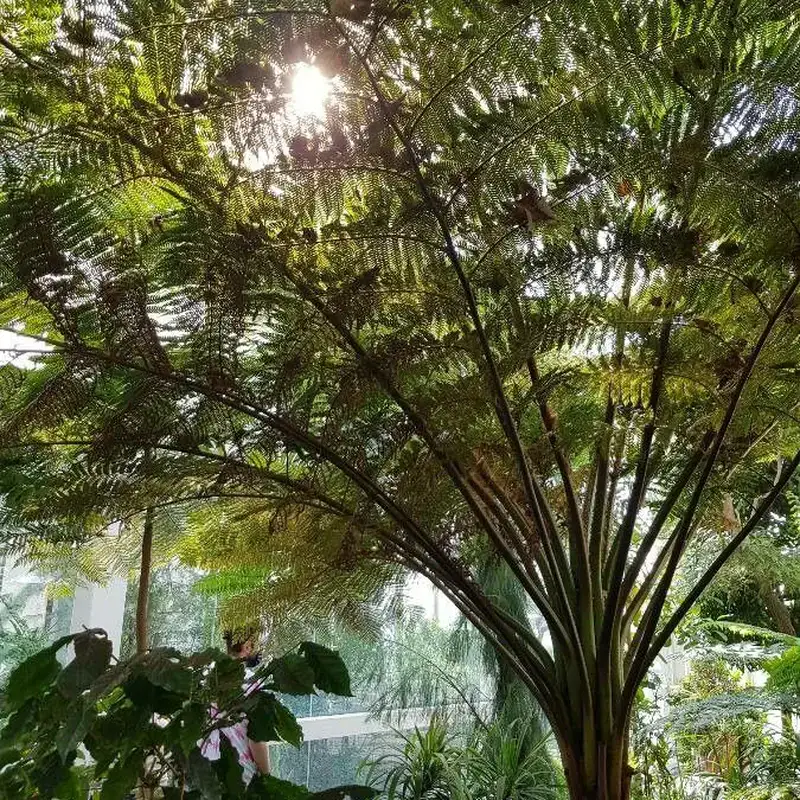 Китайская финиковая пальма (Cyathea): полное руководство по уходу