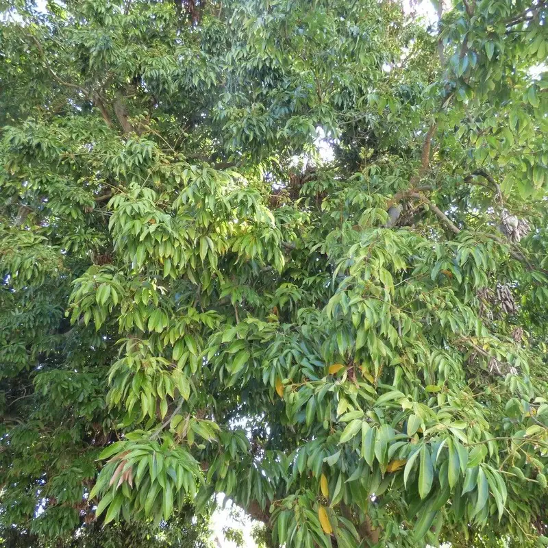 Китайская слива (lichi): полное руководство по уходу