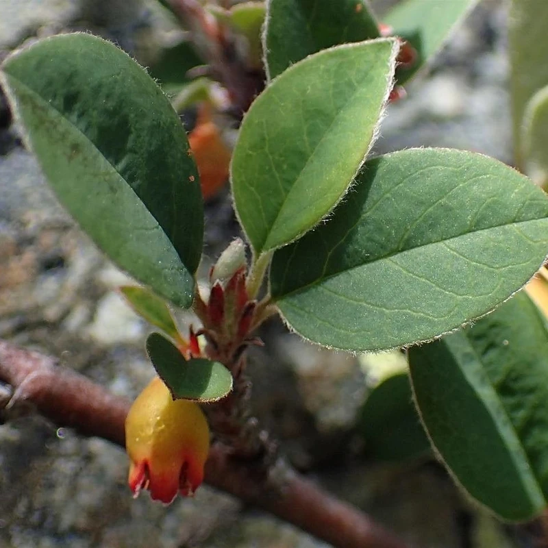 Кизильник (Cotoneaster): полное руководство по уходу