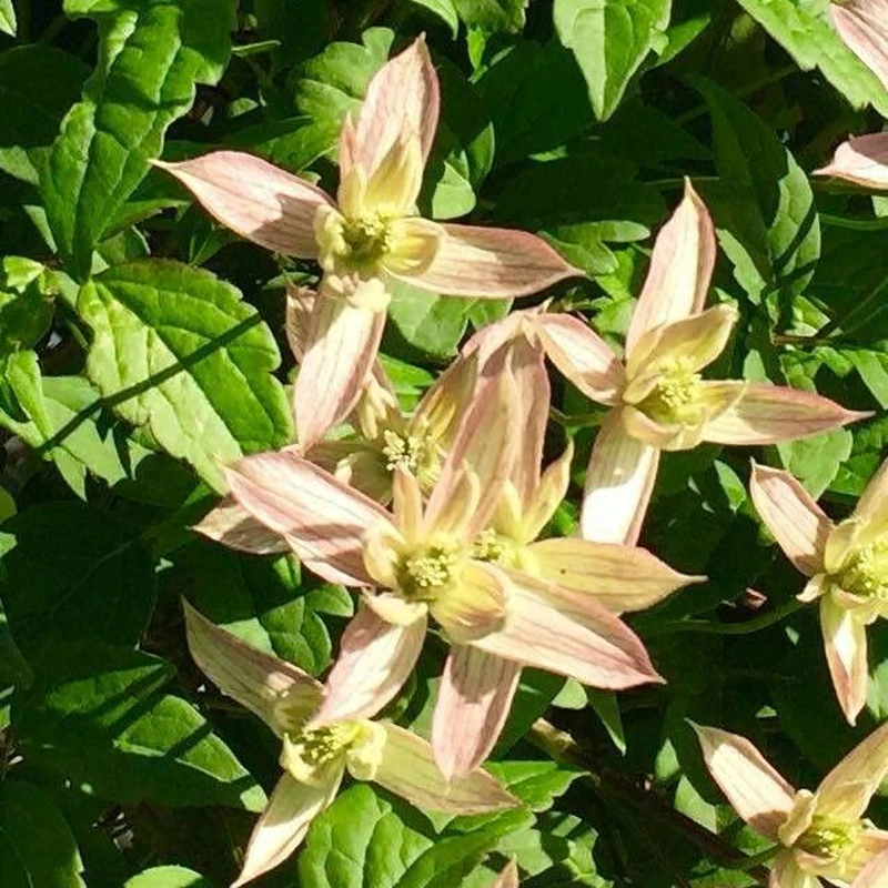 Клематис горный (Clematis montana): полное руководство по уходу