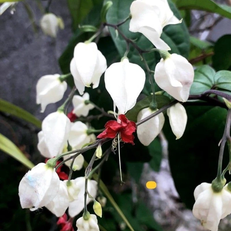 Клеродендрум (Clerodendrum thomsoniae): полное руководство по уходу