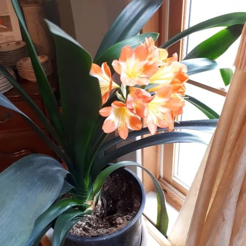 Кливия (Clivia miniata): полное руководство по уходу