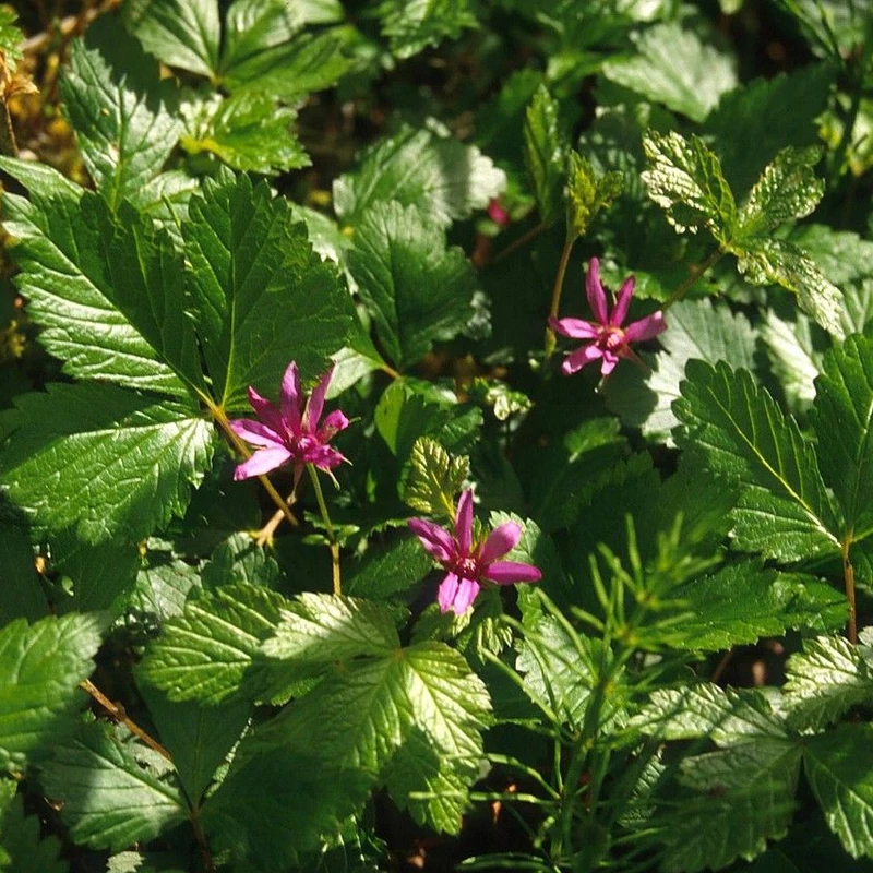 Княженика (Rubus arcticus): полное руководство по уходу