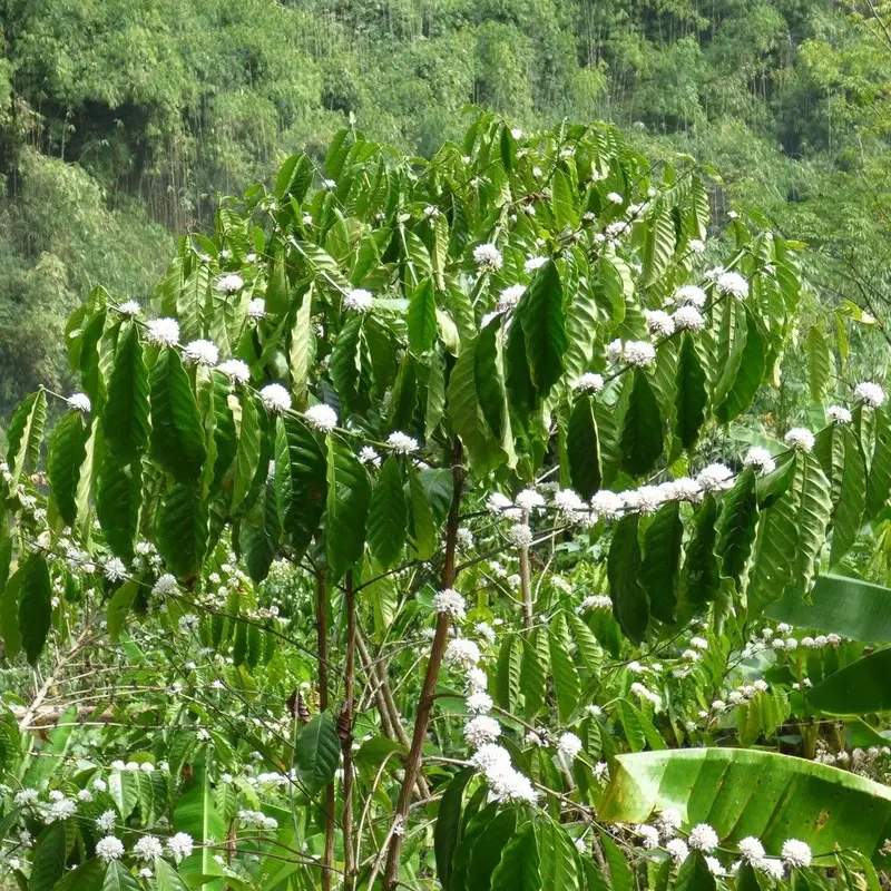 Кофе аравийский (Coffea arabica): полное руководство по уходу
