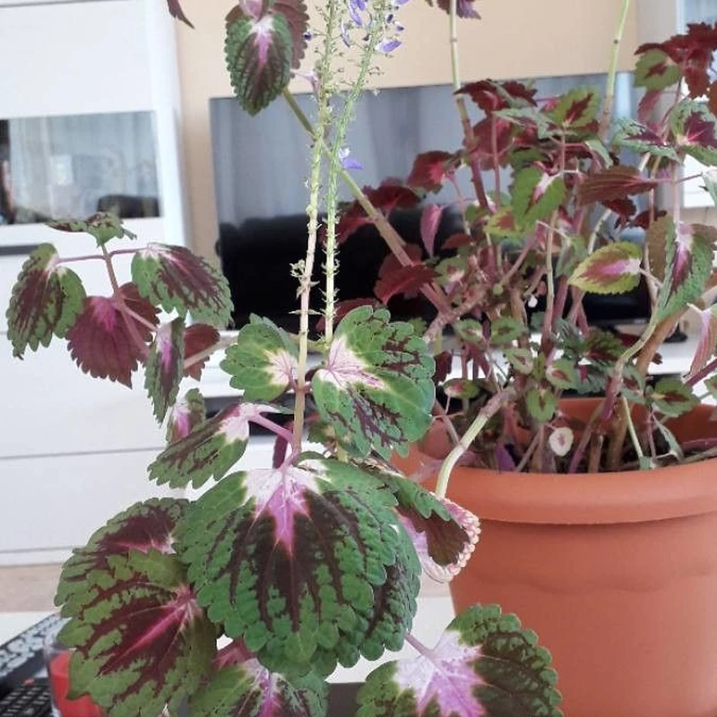 Колеус гибридный (Coleus hybridus): полное руководство по уходу
