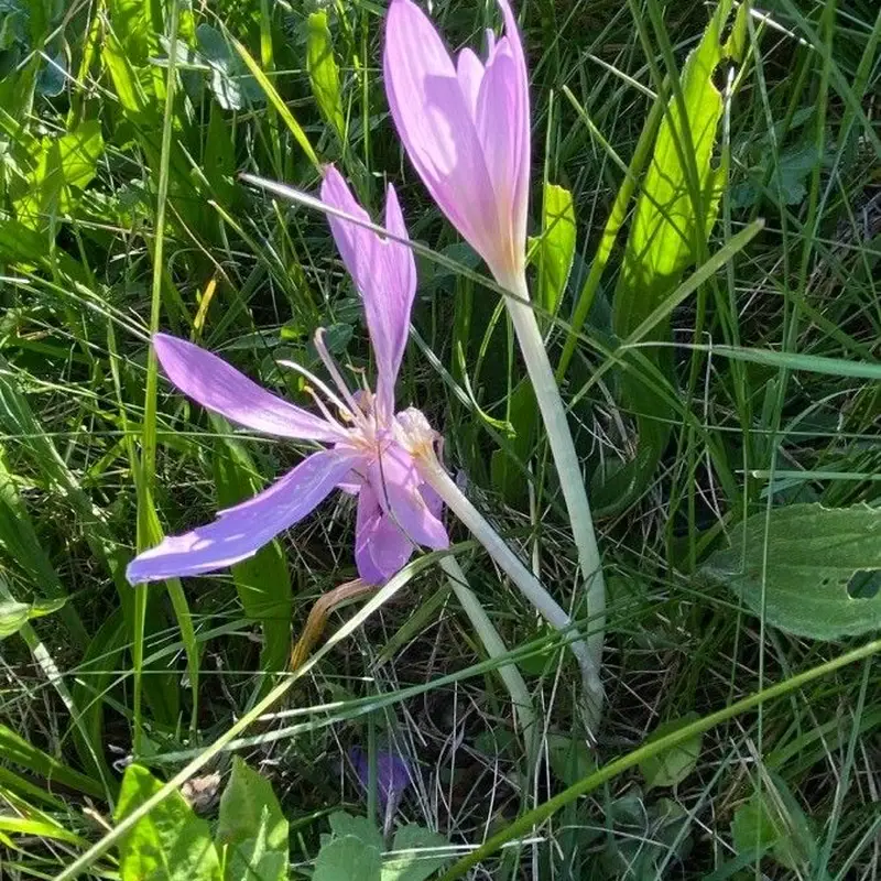 Колхикум (Colchicum autumnale): полное руководство по уходу