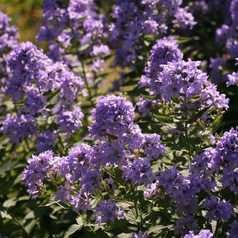 Колокольчик молочный (Campanula lactiflora): полное руководство по уходу