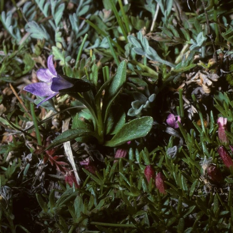 Колокольчик (Campanula): полное руководство по уходу