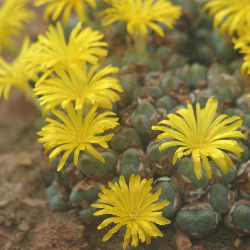Конофитум (Conophytum): полное руководство по уходу