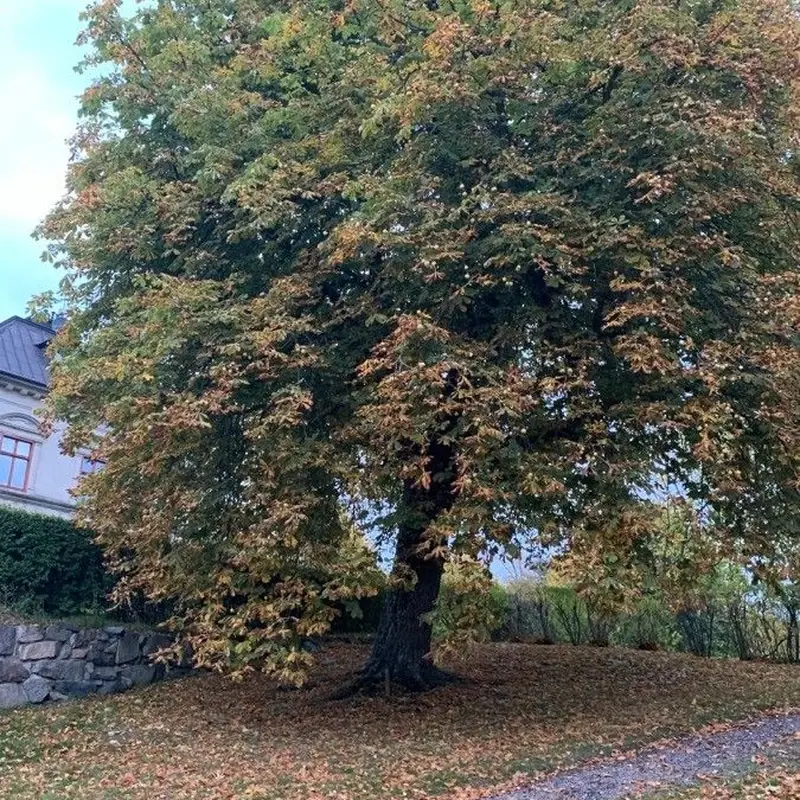 Конский каштан (Aesculus hippocastanum): полное руководство по уходу
