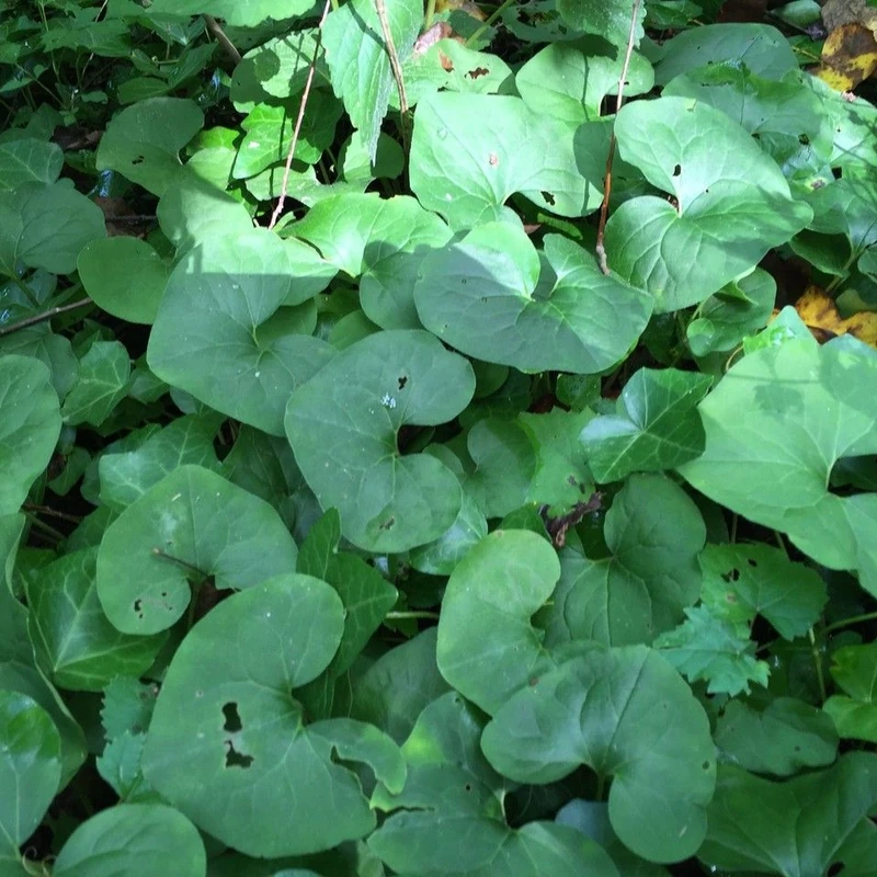 Копытень (Asarum): полное руководство по уходу