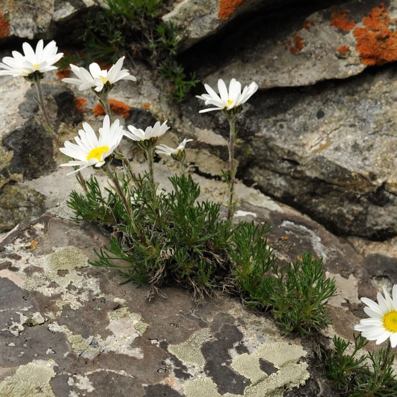 Корейская хризантема (Chrysanthemum koreanum): полное руководство по уходу