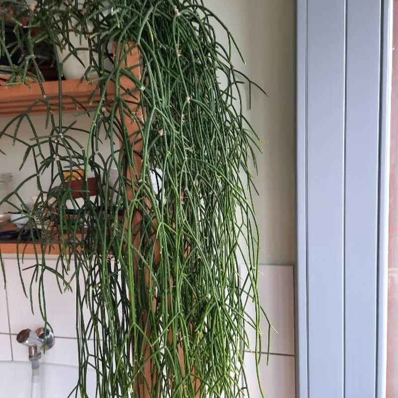 Коралловый кактус (Rhipsalis): полное руководство по уходу