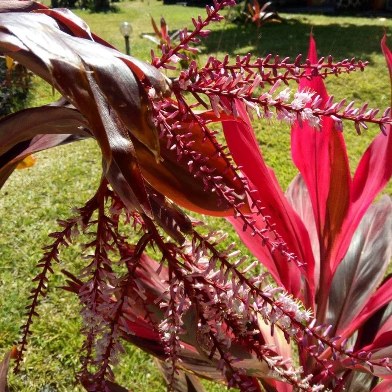 Кордилина (Cordyline fruticosa): полное руководство по уходу