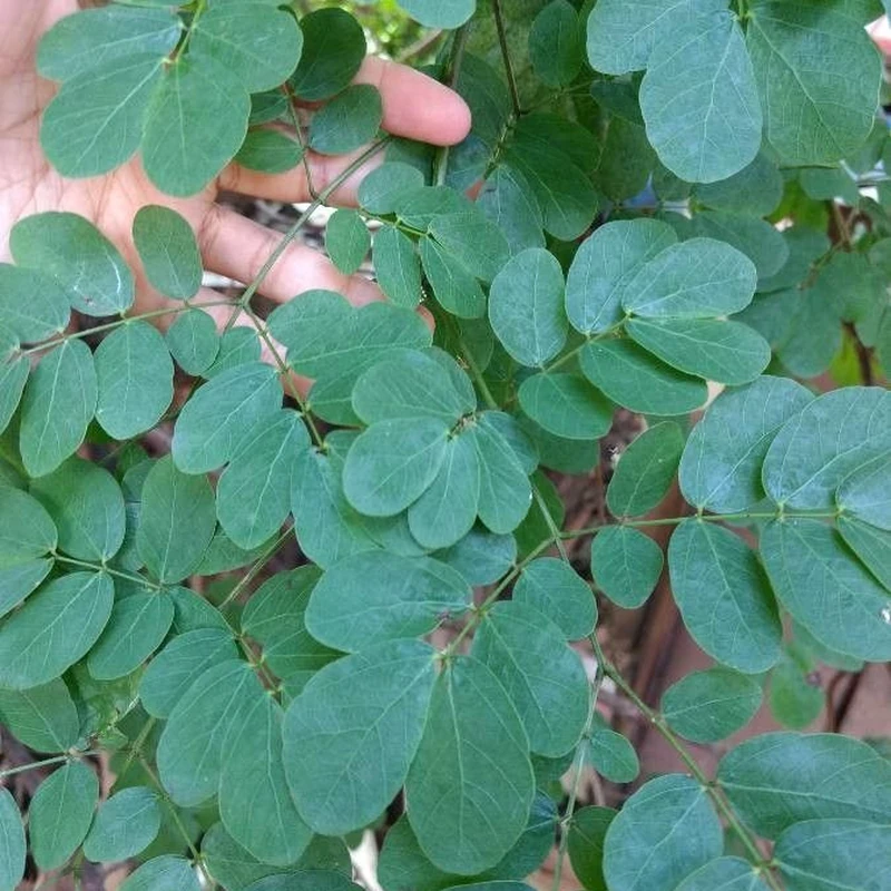 Кошачий коготь (Uncaria tomentosa): полное руководство по уходу