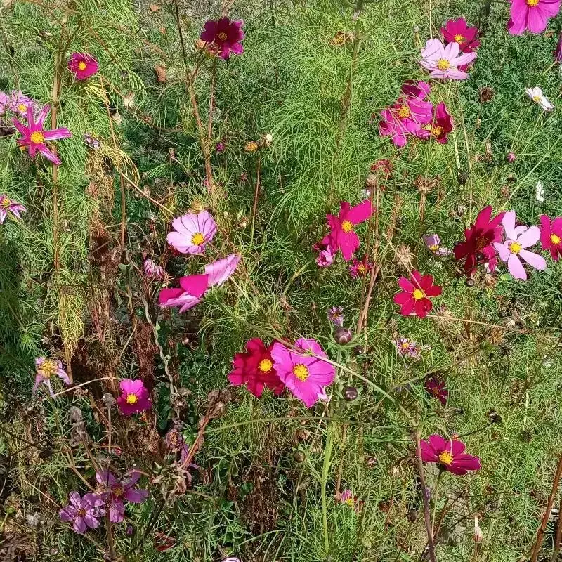 Космея (Cosmos bipinnatus): полное руководство по уходу