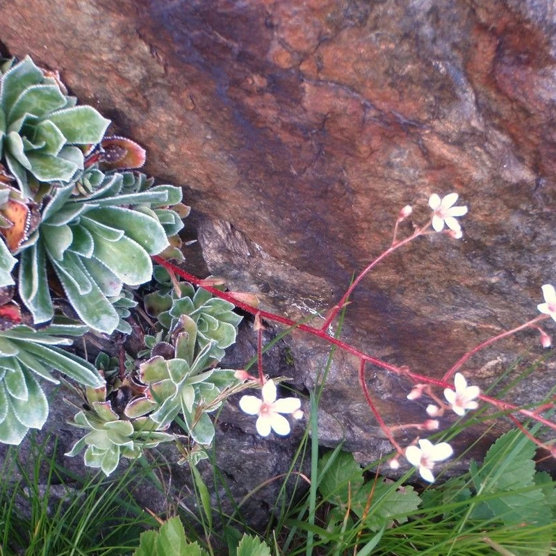 Котиледон (Cotyledon): полное руководство по уходу