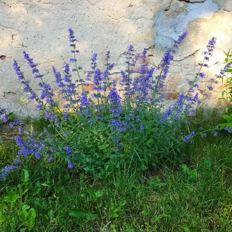 Котовник (Nepeta cataria): полное руководство по уходу